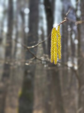 Macro photo of yellow hazelnut catkins on a branch. Spring pollen blossom with heavily blurred forest background