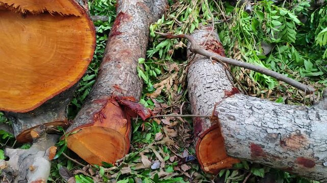 Freshly cut tree logs and wood trunks lying on the ground surrounded by green foliage after maintenance work.