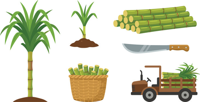 Sugarcane farming and harvest vector set flat illustration featuring green plants field truck basket full of stalks and machete isolated on white
