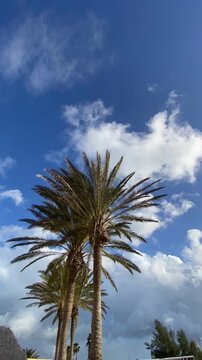 Slow-motion video of palm trees swaying gently against a bright blue sky with white clouds. Relaxing tropical nature scene ideal for summer vacation, travel, leisure and outdoor lifestyle concepts.