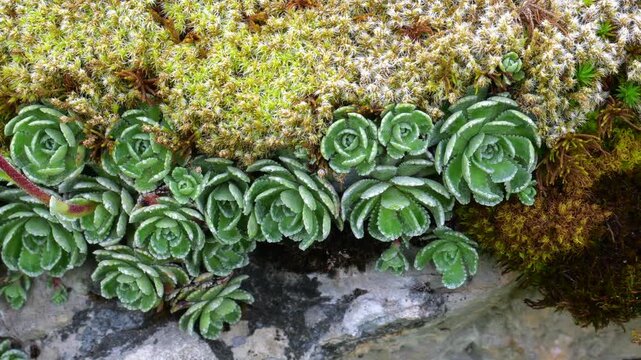Saxifrage plants (Saxifraga paniculata), and moss on the rocks of  Wild rock garden on the Alps