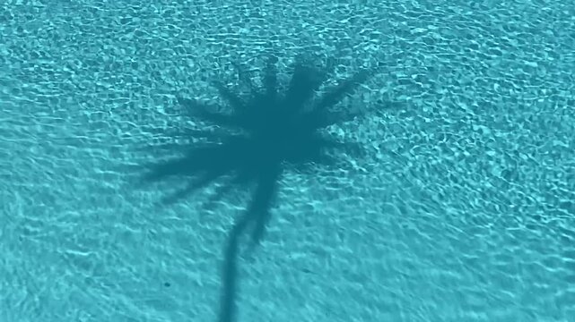 Real-time video of a palm tree shadow cast across crystal-clear blue swimming pool water. Relaxing tropical resort scene featuring sunshine, summer vacation vibes, luxury travel and tranquil outdoor 