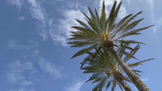 Real-time footage of a palm tree gently swaying in a warm tropical breeze against a clear blue sky. Natural outdoor scene with ample copy space, ideal for travel, vacation, summer relaxation concept