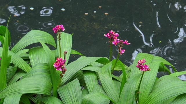 A Philippine ground orchids (Spathoglottis plicata), which are widely cultivated for their vibrant purple or pink blooms.