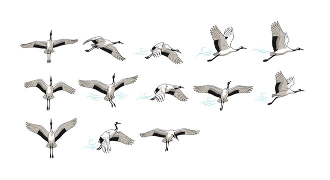 Sequence of a crane bird in flight showing different wing positions for use in animation or nature movement studies.