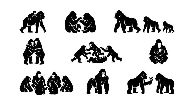 Evolution of apes icon set, silhouette, white background, vector illustration