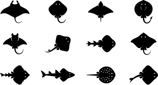 Skate fish silhouette icon set, flat black glyph style, pure white background