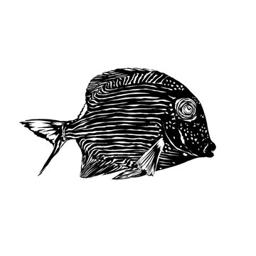 Kole Tang fish, Ctenochaetus strigosus, silhouette of fish with distinctive stripes and spotted head