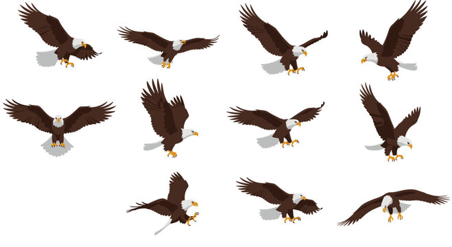 Multiple illustrations of a bald eagle in different stages of flight and hunting showing wingspan and movement.