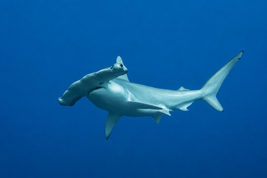 Requin marteau en pleine eau