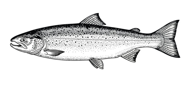 Graphic illustration of speckled trout fish isolated on white background hand drawn salmonid species for educational or artistic use in monochrome ink style.