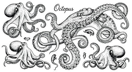Vintage engraving of octopus creatures, detailed tentacles and suckers, artistic illustration for seafood or marine life themes. © Ndjeo