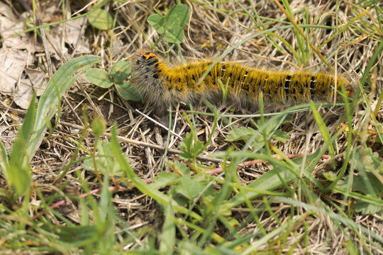 Eggar moth caterpillar Lasiocampa crawling on grass ground in Hainich National Park Germany