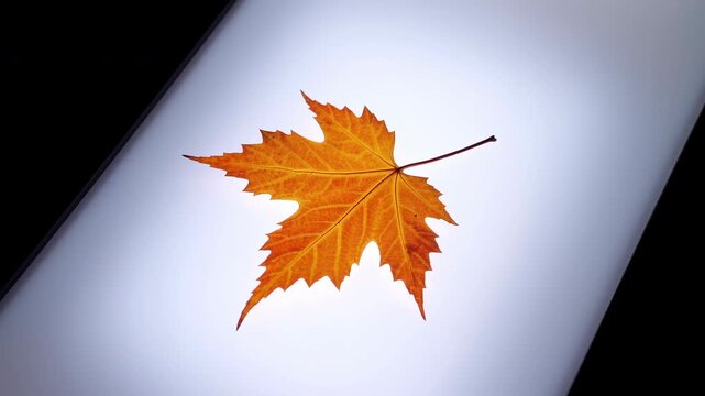 Orange maple leaf glowing on a bright backlit surface with dark corners and soft studio light