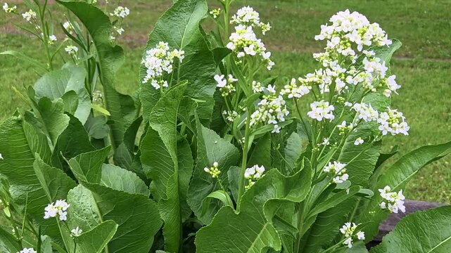 Bl&uuml;hender Meerrettich (Armoracia rusticana) Brassicaceae