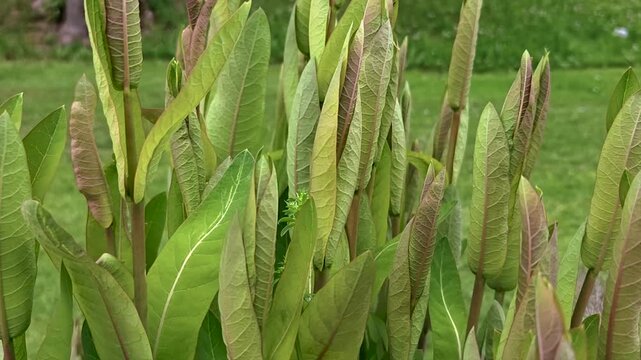 Indianerhanf (Apocynum cannabinum), Apocynaceae, Bl&auml;tter