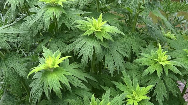 Echtes Herzgespann (Leonurus cardiaca), Lamiaceae, Bl&auml;tter