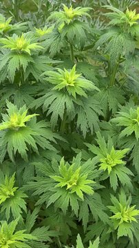 Echtes Herzgespann (Leonurus cardiaca), Lamiaceae, Bl&auml;tter
