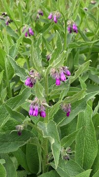 Echter Beinwell (Symphytum officinale), Bl&uuml;te, Bl&auml;tter