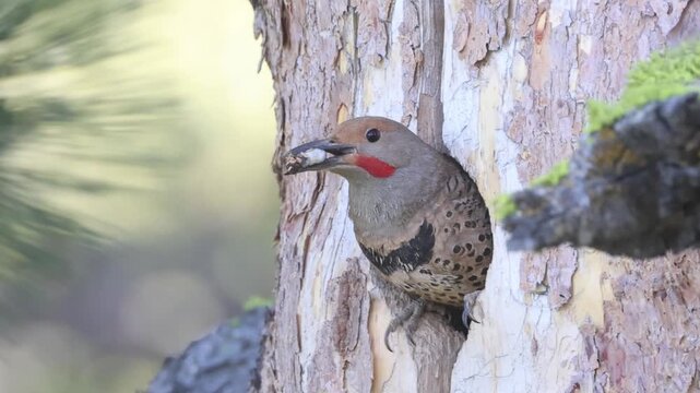Northern flicker (Colaptes auratus) removes a fecal sac from its nest cavity in a lodgepole pine snag, Sierra County, California. Slow motion wildlife footage.
