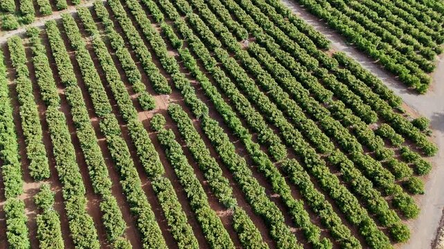 Drone Aerial View Zoom In Over Perfectly Aligned Green Tree Rows in Citrus Orchard Geometric Agricultural Patterns and Fruit Tree Grove Commercial B-Roll