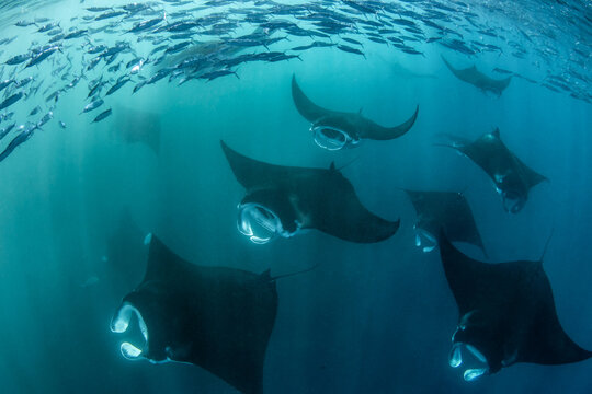 A group of manta rays feeding in a convergence zone, where two opposing ocean currents meet. They take advantage of this abundance.