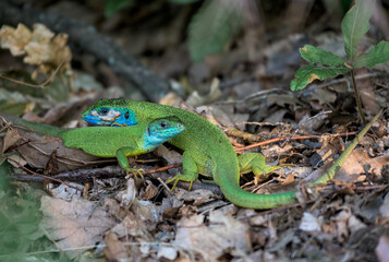 Fototapeta premium Green lizard - Lacerta viridis - European during mating season. Emerald lizard.
