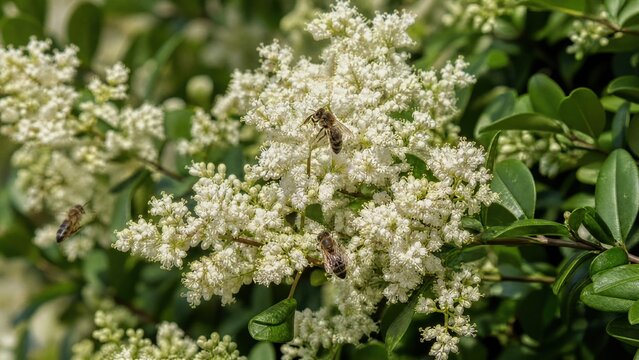  Dense privet shrub blooming with tiny white flowers, bees collecting nectar. 