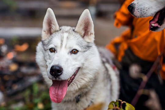 a happy siberian husky sleddog during autumn time