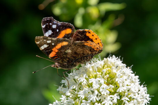 a Red Admiral butterfly (Vanessa atalanta) on a white Valerian flower head. Side view