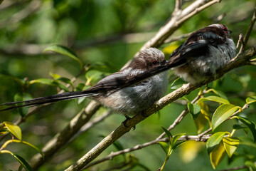 a pair of juvenile long-tailed Tits (Aegithalos caudatus) in a bush.  Very sociable fluffy young birds © Wildwatertv