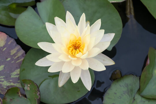 Beautiful Water Lily in the pond.