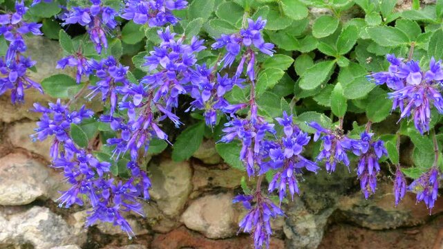 Flowers of Paederota bonarota, a perennial herbaceous species endemic to the eastern Alps