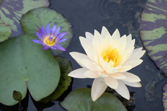 Beautiful Water Lily in the pond.