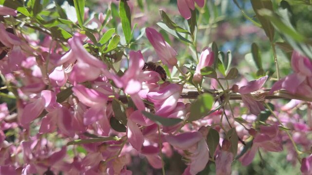 Macro shot of honeybee drinking nectar inside vibrant magenta and soft pink flower bud on sunny branch with green leaves, colorful spring backdrop with gentle natural illumination, slow motion
