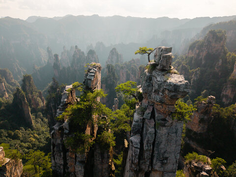 Textures of time: ancient rocks and pines of Zhangjiajie