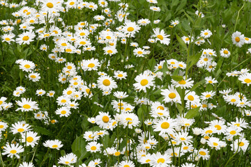 Close-up of white daisies with yellow centers in lush green grass, springtime countryside floral background. © Andrei Tomas