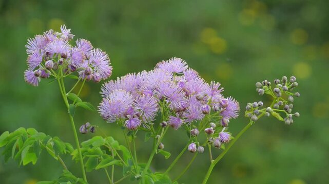 Flowers of Thalictrum aquilegiifolium in the Alps