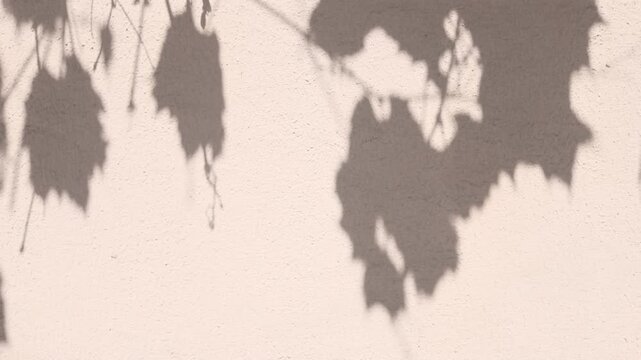 Shadow of common grape vine (Vitis vinifera) leaves swaying on sunny wall. Blurred abstract silhouette contour of grapevine foliage and branches. Dark natural plant of leaf outline pattern background
