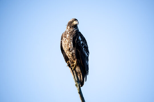 Juvenile bald eagle perched on the tip of a snag