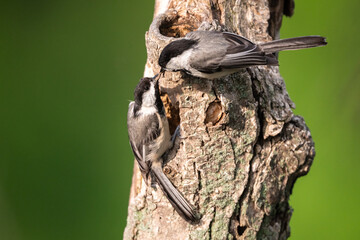 Black-capped chickadee pair at a nest cavity © DrN8