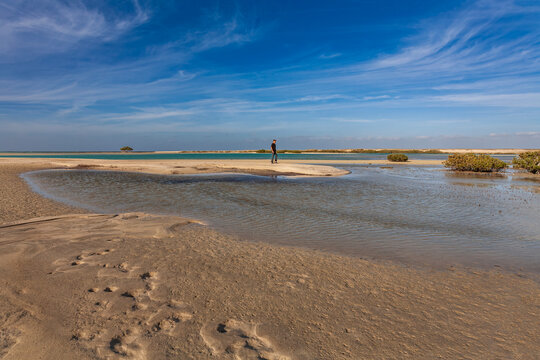 Side view of a male tourist standing on a scenic beach in Wadi el Gemal national reserve near mangrove trees, Marsa Alam.
