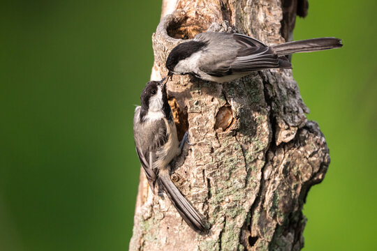 Black-capped chickadee pair at a nest cavity