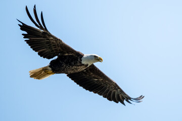 Obraz premium Bald eagle soaring against a blue sky