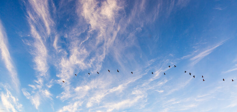 Cormorants flying in formation at sunset