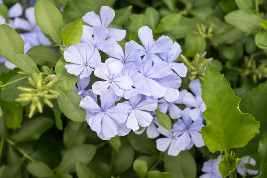 Beautiful Cape Leadwort (Plumbago auriculata) flowers.