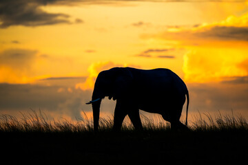 Naklejka premium An African elephants silhouetted against the sky in Chobe National Park, Botswana