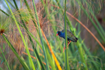Allen's gallinule along the Chobe River in Chobe National Park, Botswana. © Tony Campbell