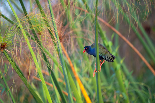 Allen's gallinule along the Chobe River in Chobe National Park, Botswana.