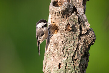 Black-capped chickadee clinging to a tree trunk. © DrN8
